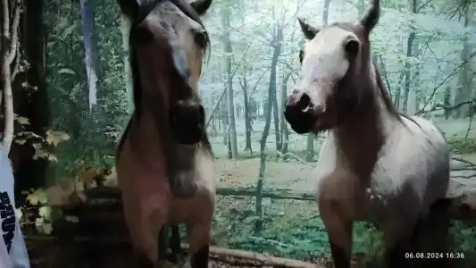 Complex Kamenyuky - 46