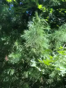 Okzhetpes Sanatorium - 53