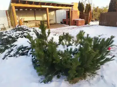 Lukomorye Tourist base - 22