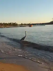 Cataract Layalina Naama Bay - 30