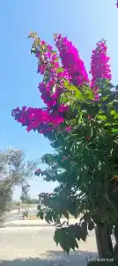 Prenses Sealine Beach - 17