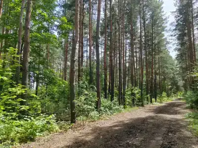 Lesnaya skazka - 54