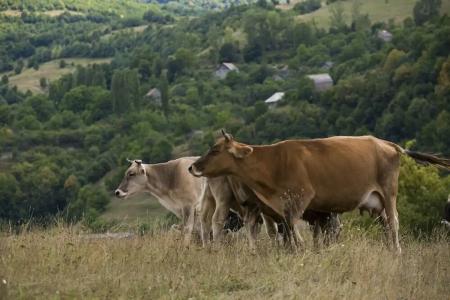 Concept by Coaf - 12