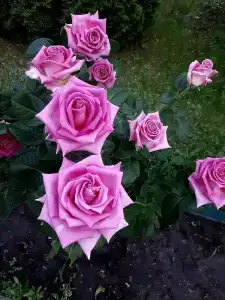 Park-New Century - 21