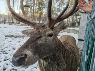 Complex Kamenyuky - 86