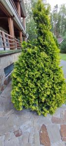 Zhemchuzhina Zolotogo Koltsa - 63