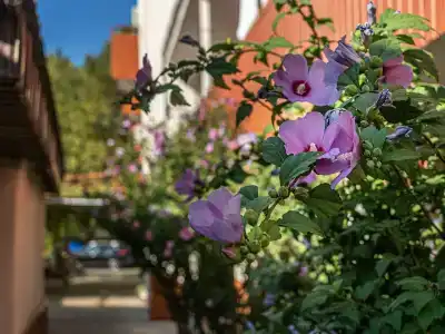 Kurortny Sanvil Primorskiy 2** - 15