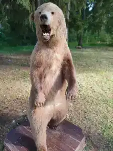 Lesnaya Skazka Restaurant-Complex - 31