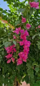 Tui Blue Grand Azur - 31