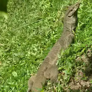 Lagoon Paradise Beach Resort - 18