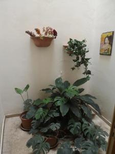 I Cavalieri di Malta - 13