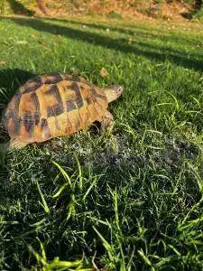 Belconti Resort - All Inclusive - 37