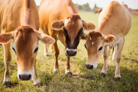 Usad'ba Chetyire Sezona - 2