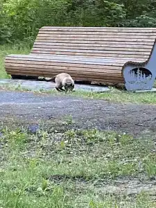 Gostevoj kompleks Tihij Les Recreation camp - 11