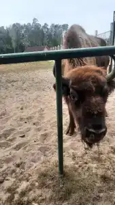 Belovezhskaya pushcha №2 - 57