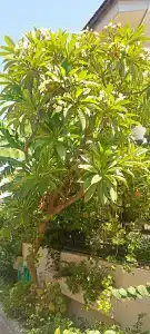 Elegances International - 71