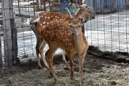 Gostinyij Dvor Znamenskaya Bogatyirskaya Zastava - 15