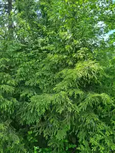 Solontsovo - 56