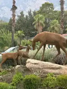 Ma Biche Kemer by Werdes - 6