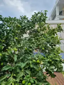 Juju Premier Palace - 49