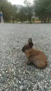 Park-Otel Kanyon Recreation camp - 26