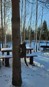 Gluhoman - 11