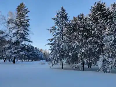 Berezovaya roshcha - 33