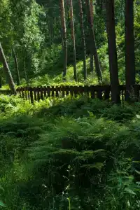 Kupolnaya baza Royal Forest - 24