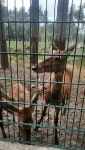 Belovezhskaya pushcha №2 - 68