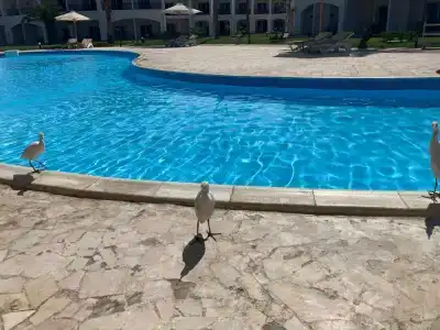 Sunrise Alma Bay Resort - 40