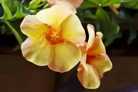 Takamaka Green Village - 28