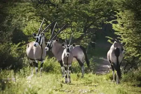 Windhoek Game Camp - 8