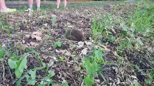 Mia Terra Tourist base - 96