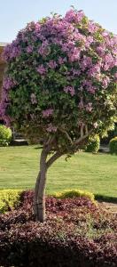 Pickalbatros Dana Beach Resort - Aqua Park - 95