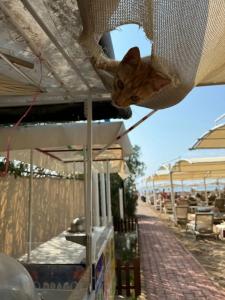 Ramada Resort By Wyndham - 19