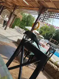 Falcon Naama Star - 13