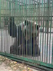 Belovezhskaya pushcha №2 - 81