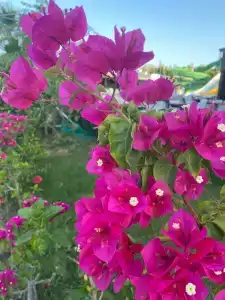 Venosa Beach Resort & Spa - 35