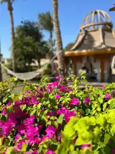 Parrotel Beach Resort - 23