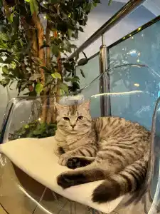 Boutique-Corona - 14