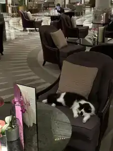 Conrad Bosphorus - 66