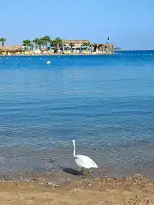 Seagull Beach Resort - Families and Couples Only - 4