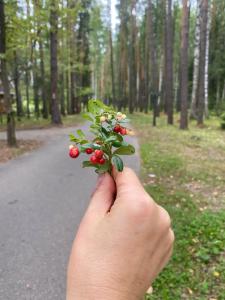 Zhemchuzhina Zolotogo Koltsa - 46