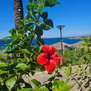 Blue Dreams Resort & SPA - 31