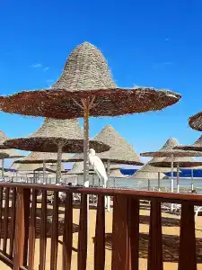 Parrotel Beach Resort - 2