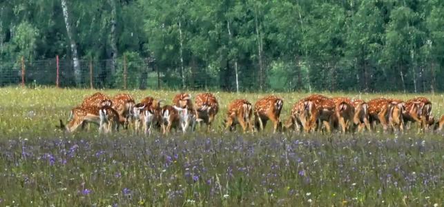 La Ferme de Reve - 64