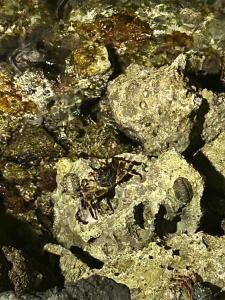 Pickalbatros Citadel Resort Sahl Hasheesh - 96