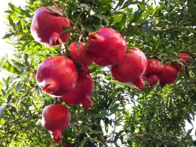 АНДАЛУСИЯ - 61