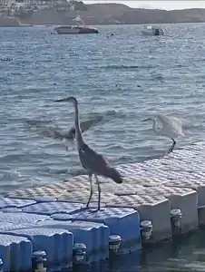 Cataract Resort Naama Bay - 46