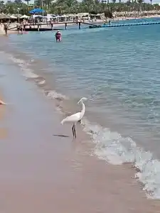 Falcon Naama Star - 2